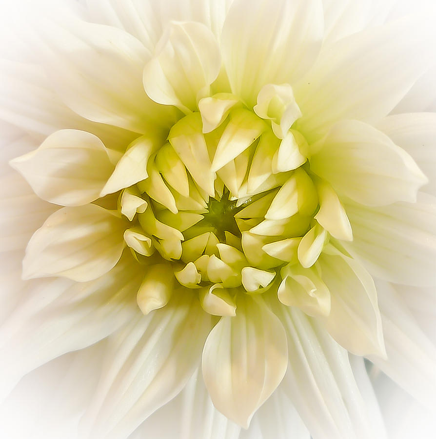 White Dahlia Photograph by Ronda Broatch