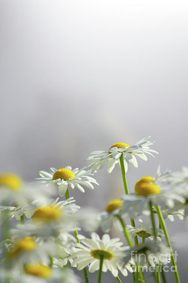 Daisy Photograph - White Daisies by Carlos Caetano