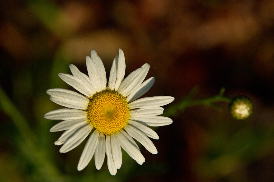 Daisy Photograph - White Daisy 1 by Douglas Barnett