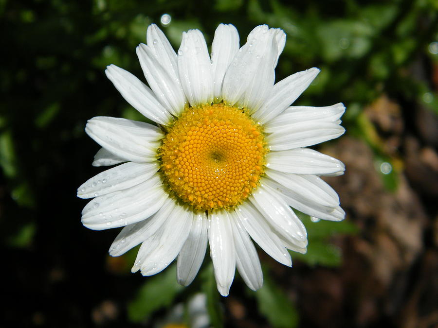 White Daisy Above the Shade Photograph by Mary Sedivy - Fine Art America