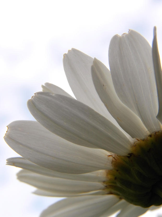 White Daisy Abstract Photograph by Corinne Elizabeth Cowherd