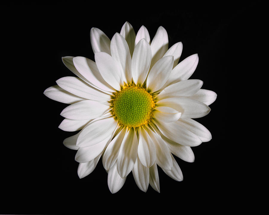 White Daisy. Photograph by Chris  Kusik