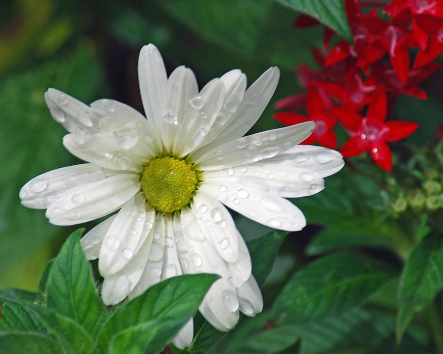 White Daisy Photograph by Diane Bell