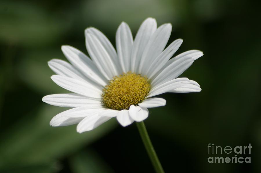 White Daisy Photograph by Living Color Photography Lorraine Lynch