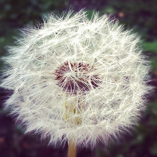 Nature Photograph - #white #dandelion #nature #flower #weed by Tarek Aly