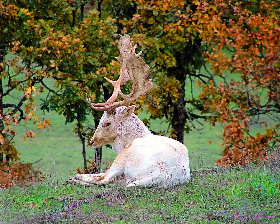 White Deer Photograph by Wendy McKennon