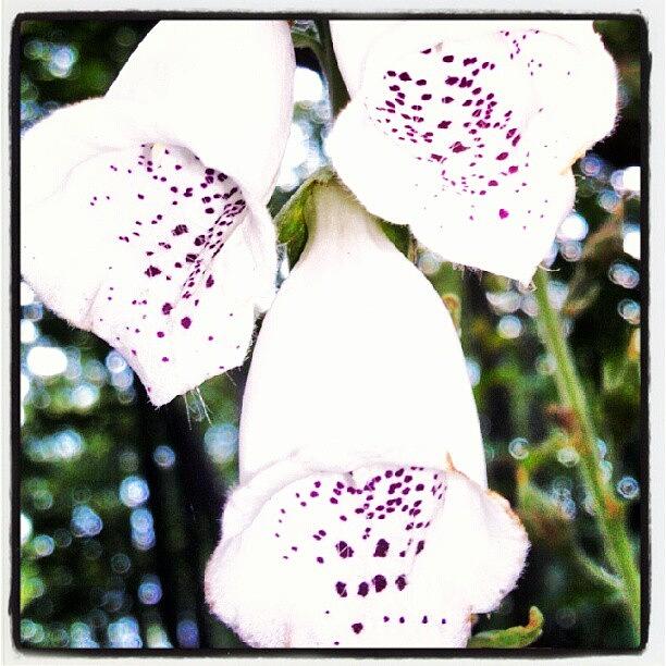 Flowers Still Life Photograph - White Digitalis... #flower #bloom by Carla From Central Va  Usa