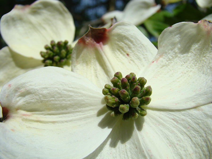 Flower Photograph - White Dogwood Flowers art prints Floral by Patti Baslee