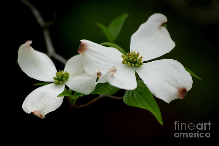 White Dogwood Photograph by Living Color Photography Lorraine Lynch