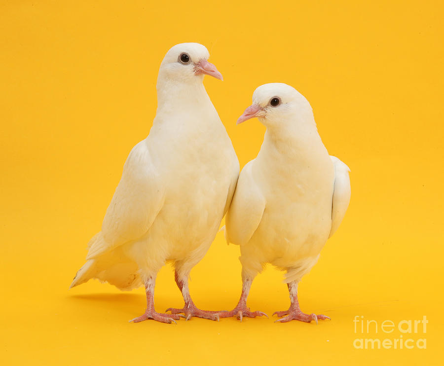 White Doves On Yellow Background Photograph by Mark Taylor