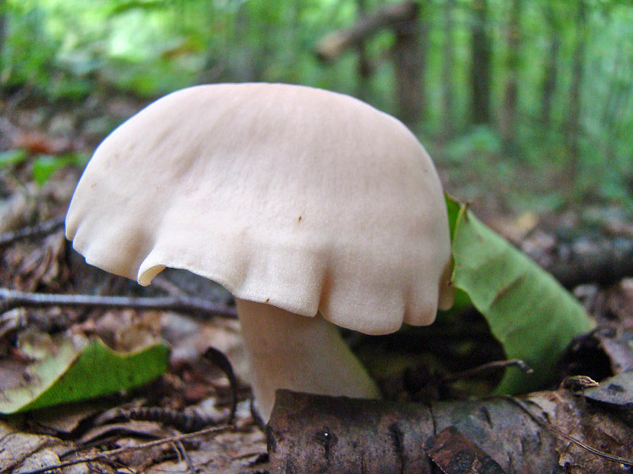 White Draped Mushroom Photograph by Carol Senske