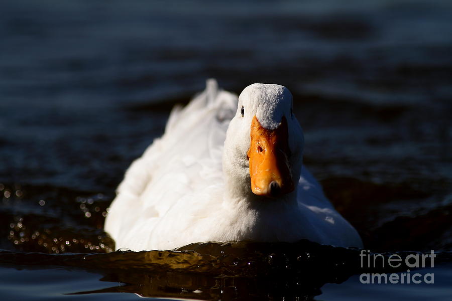 White Duck . 7D8585 Photograph by Wingsdomain Art and Photography