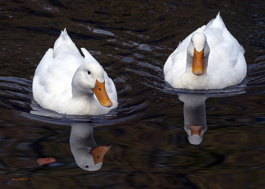White Ducks at Sterne Park Lake Photograph by Stephen Johnson