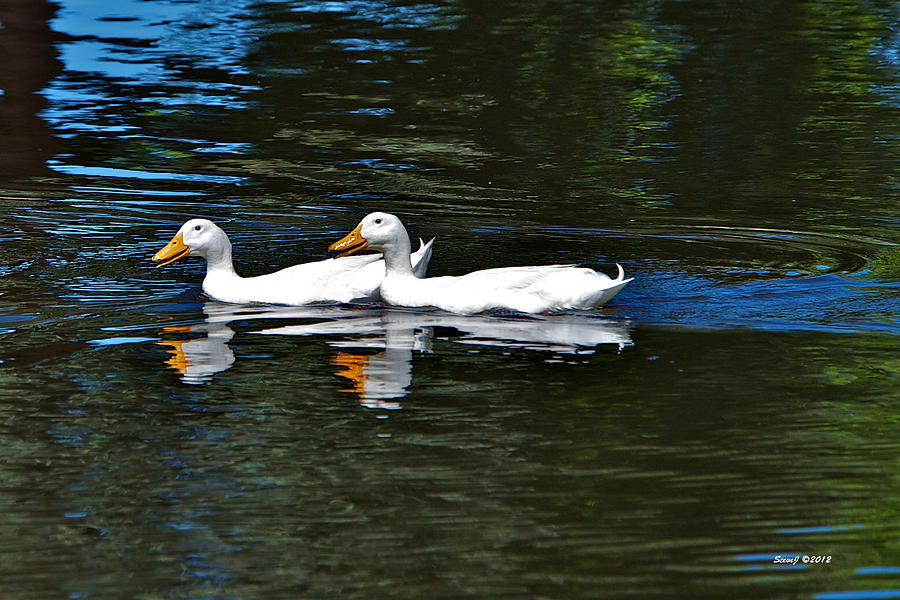 White Ducks at Sterne Park Photograph by Stephen Johnson