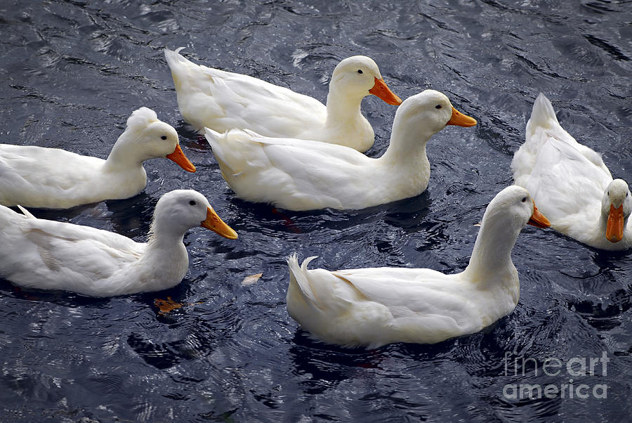 Duck Photograph - White ducks by Elena Elisseeva
