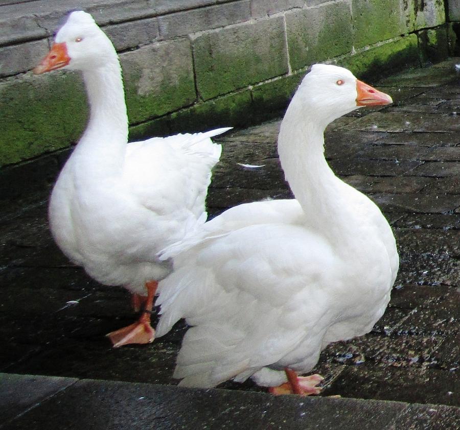 White Ducks in the Courtyard Close Up in Barcelona Spain Photograph by John Shiron