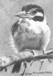 White Earred Puffbird - ACEO Drawing by Ana Tirolese
