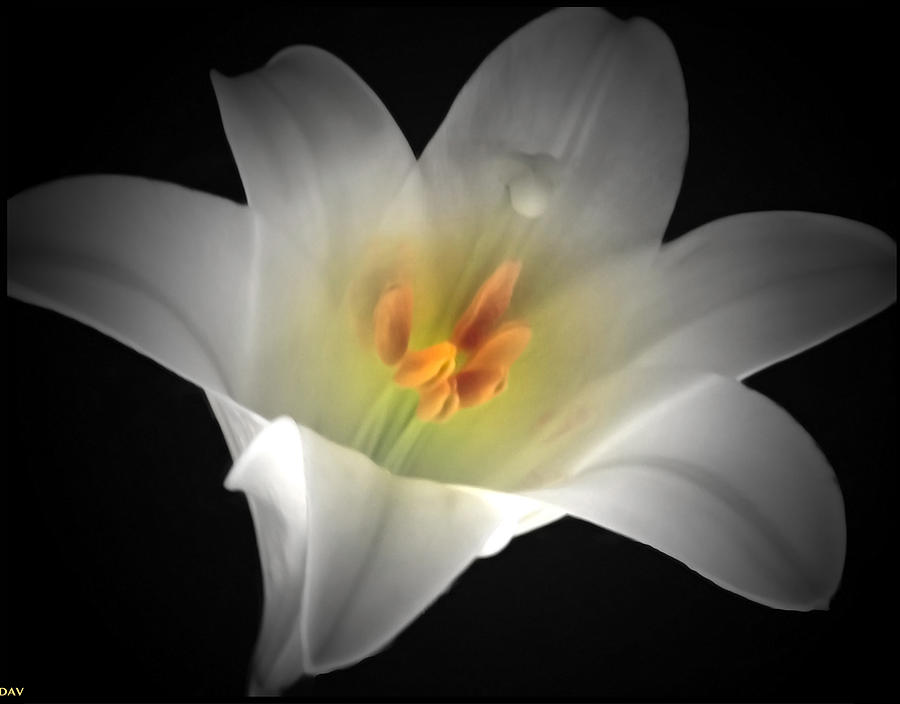 White Easter Lily Photograph by Debra     Vatalaro