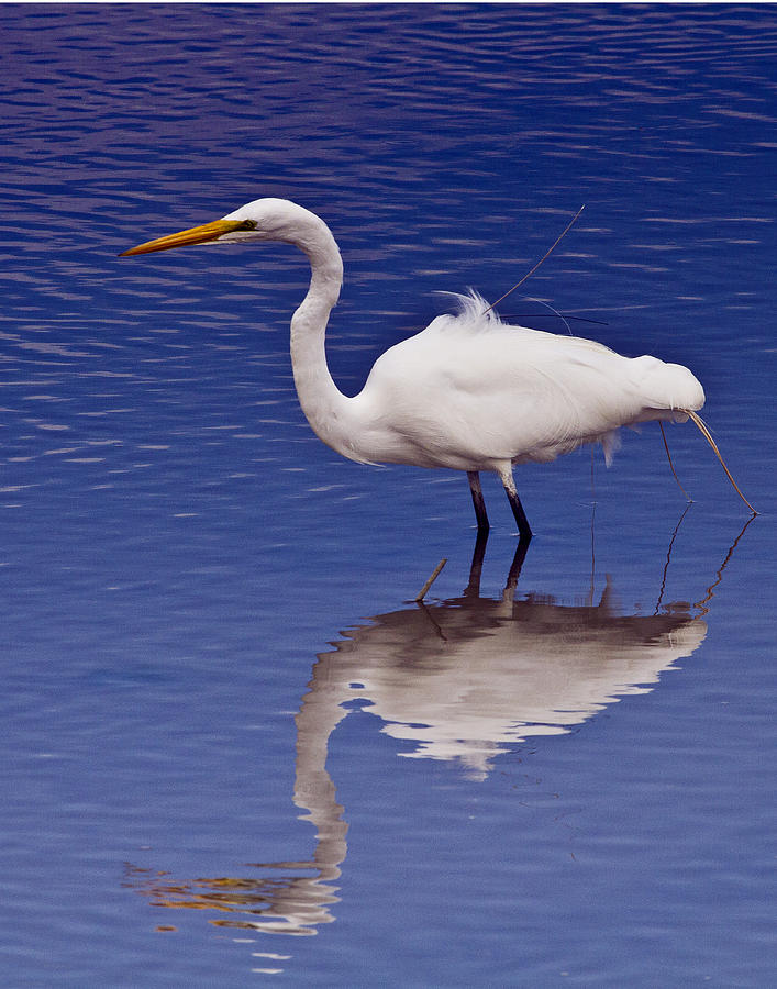 White Egret Photograph by Bill Barber