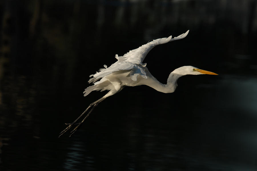 White Egret Photograph by Dung Ma
