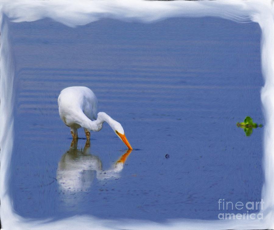 White Egret Hunting For A Fish Photograph by John  Kolenberg