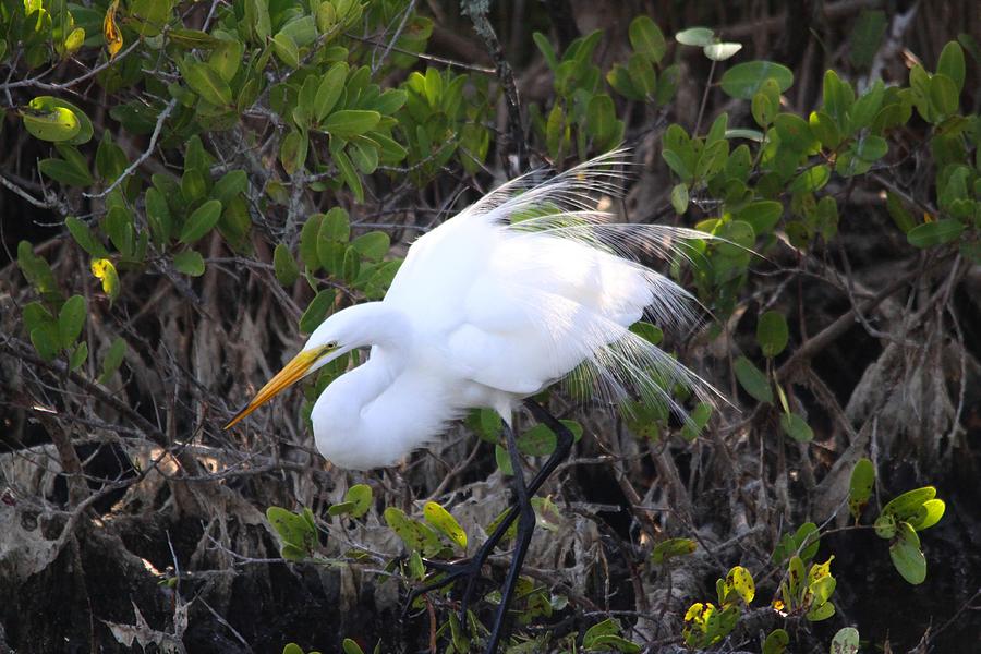 White Egret Photograph by Jeanne Andrews