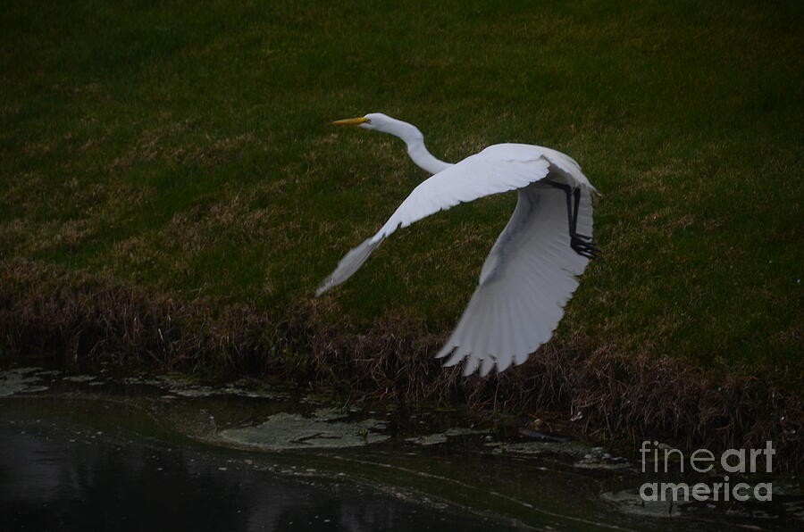 White Egret Photograph by Randy J Heath