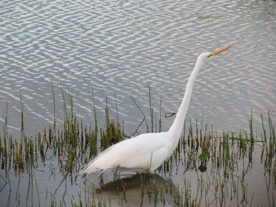 Bird Photograph - White Egret by Vijay Sharon Govender