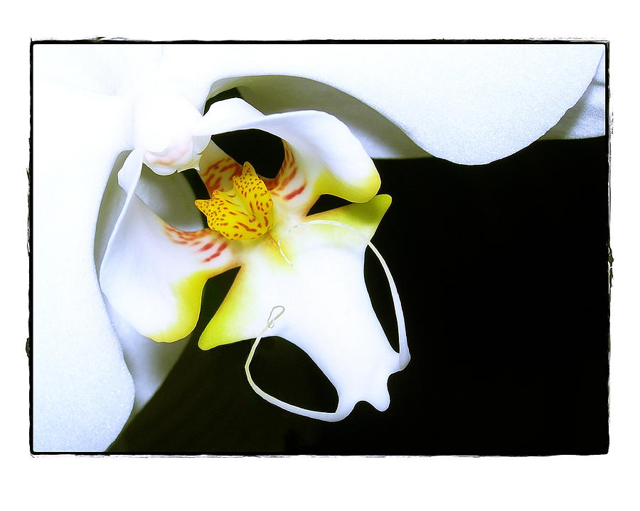 Orchid Photograph - White Elegance by Judi Bagwell