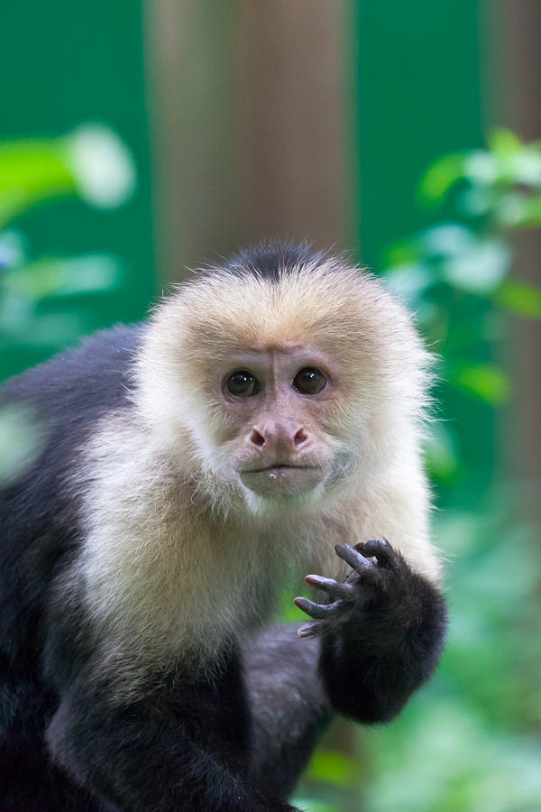 White Faced Capuchin Monkey Photograph By Craig Lapsley