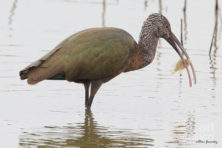 White Faced Ibis Photograph by Steve Javorsky