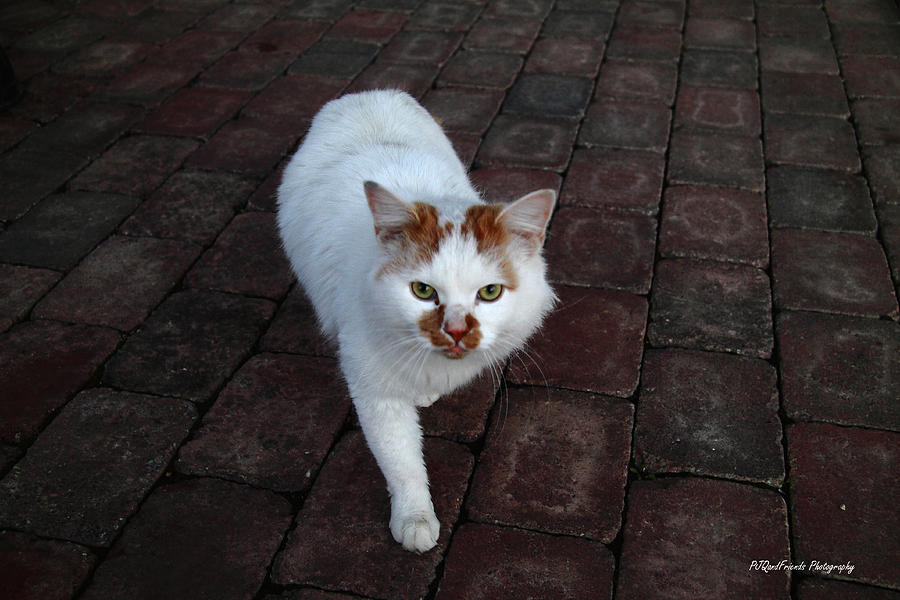 White Farm Cat on Red Brick Photograph by PJQandFriends Photography