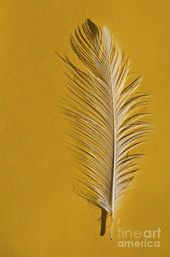 White Feather Photograph by Sean Griffin