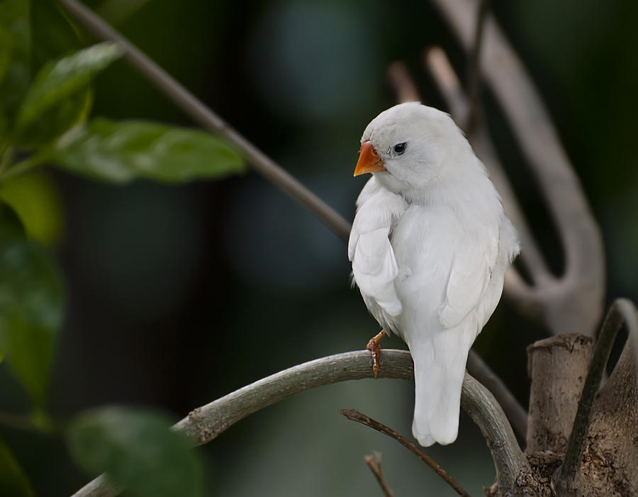 Finch Photograph - White Finch by Robin Webster