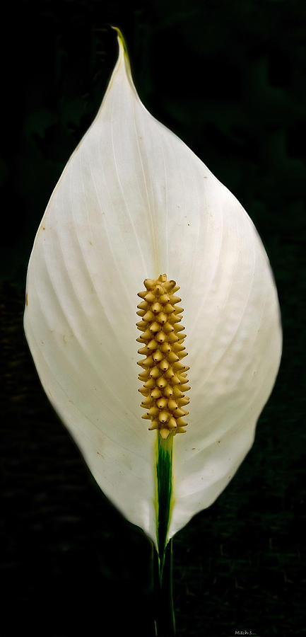 White Flame Photograph by Mitch Shindelbower - Fine Art America