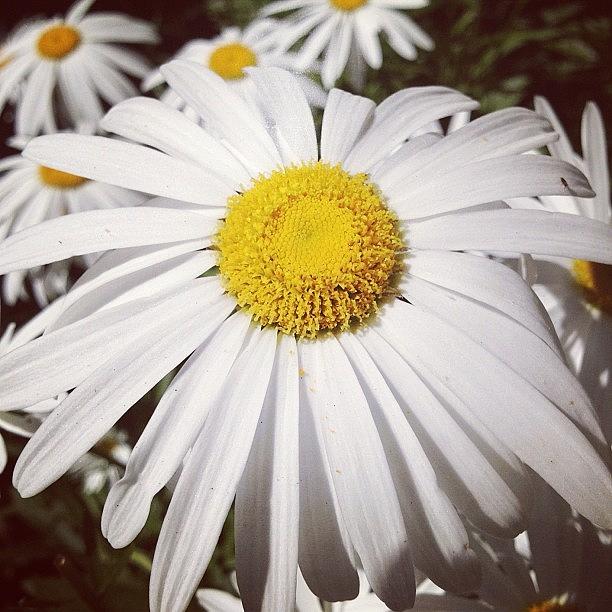 Daisy Photograph - White Flash #pdx #portland #flowers by Brandon Erickson