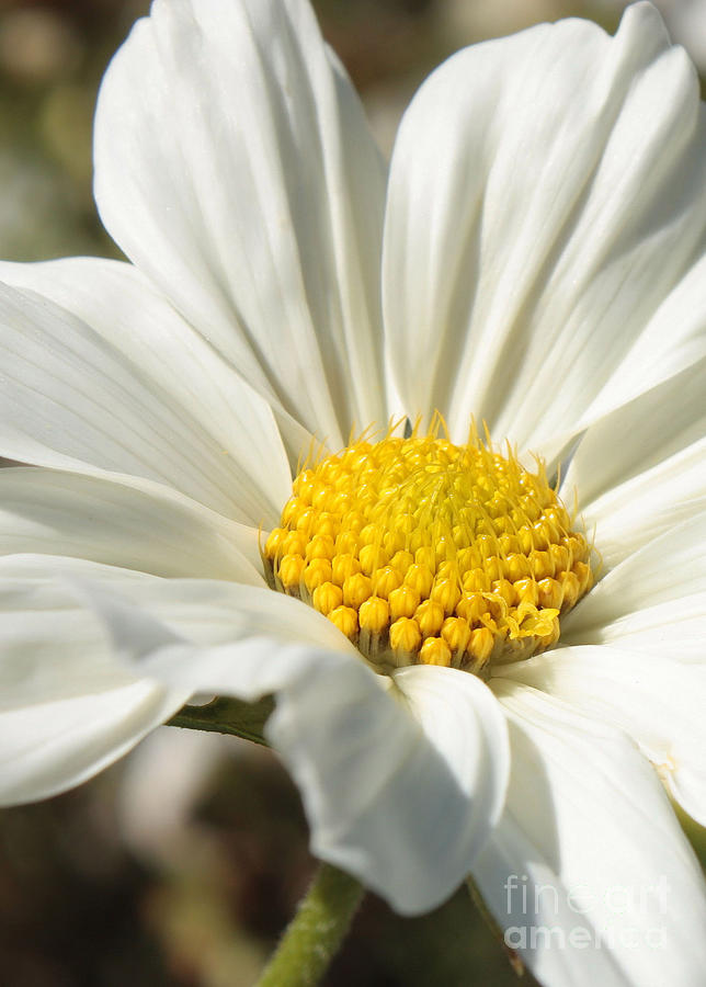 White Flower Photograph by Carol Groenen