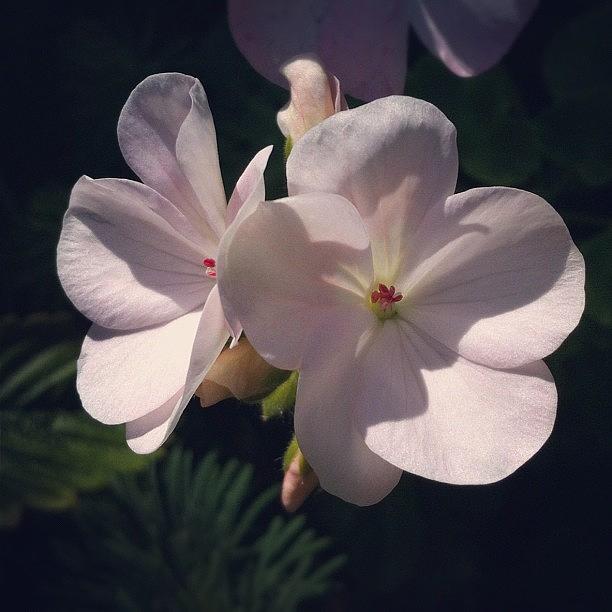 Nature Photograph - #white #flower #flowerlowers by Julia Mironova