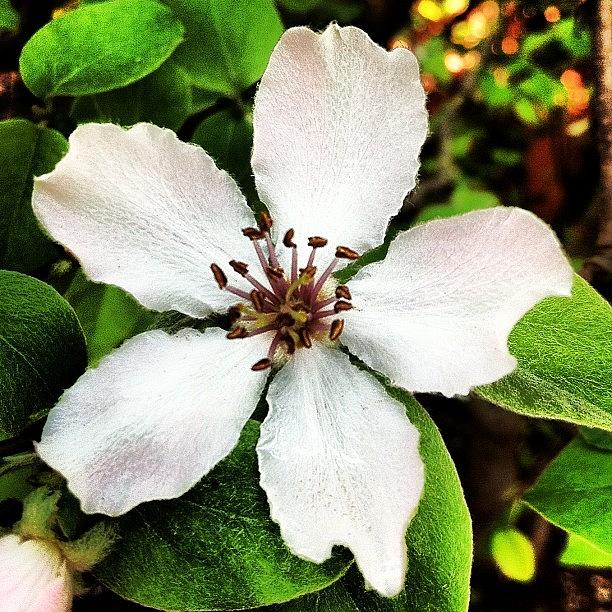 Spring Photograph - #white #flower In My #garden #spring by Soredewa Seitai