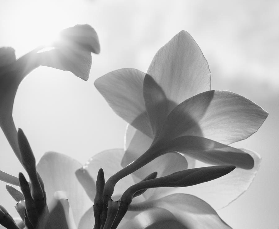 White flower in the Sun Photograph by Charles Garrett - Fine Art America