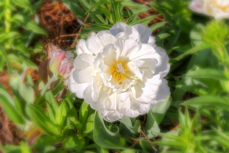 White Flower Photograph by Joe Myeress
