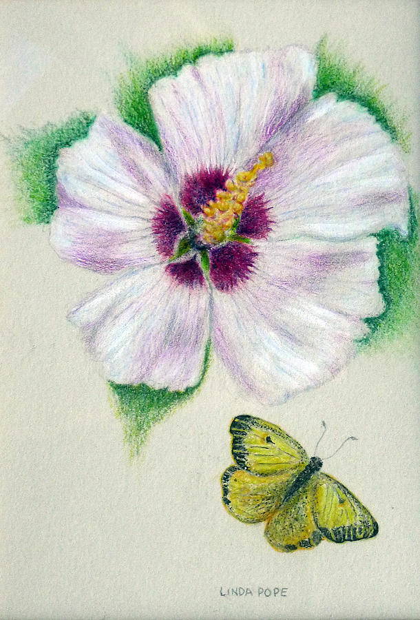 Butterfly Drawing - White flower by Linda Pope