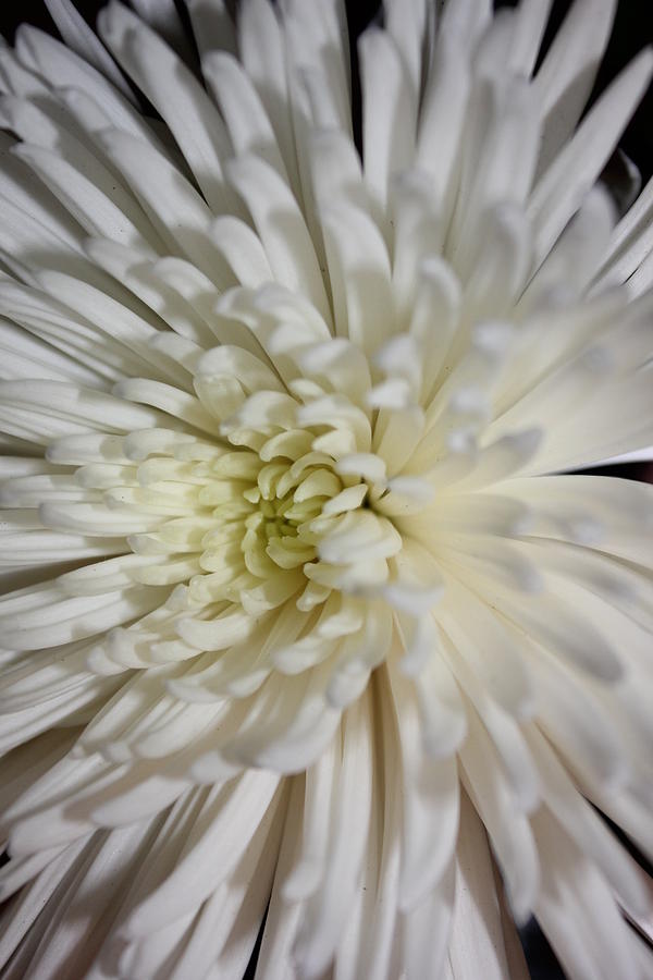 White Flower Photograph by Shannon Prange - Fine Art America