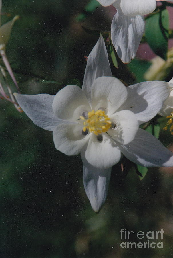 White Flower Splendor Photograph by Barbara Plattenburg