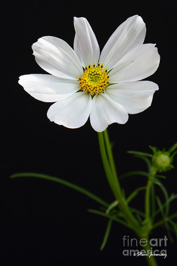 White Flower Photograph by Steve Javorsky