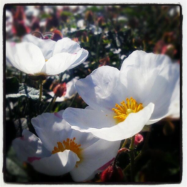Summer Photograph - #white #flowers ... #beautiful #flower by Linandara Linandara