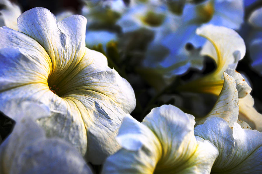 Flower Photograph - White Flowers At Dusk 2 by Sumit Mehndiratta
