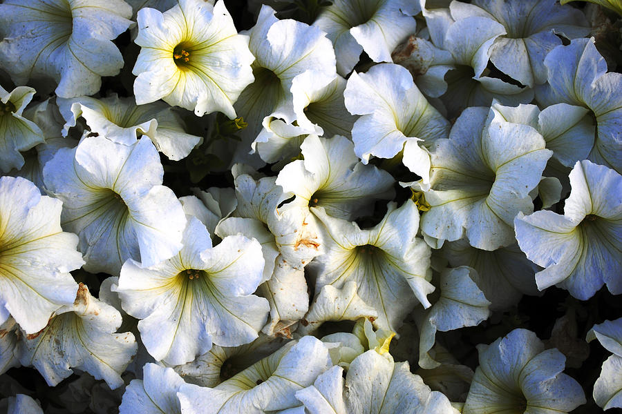 White Flowers At Dusk Photograph by Sumit Mehndiratta