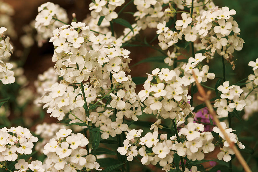 White flowers Photograph by Josef Pittner