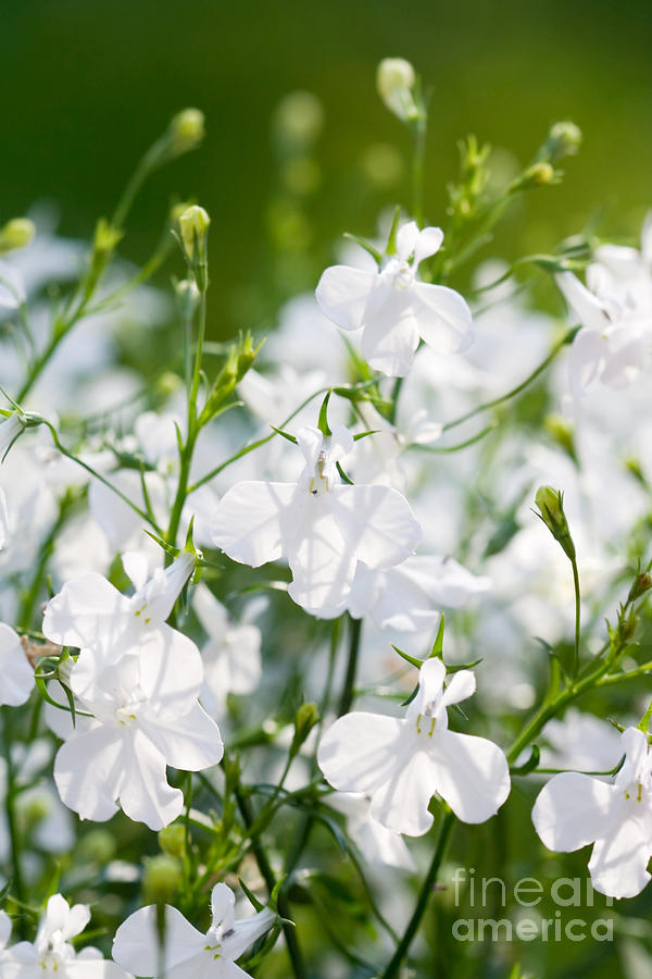 White flowers Photograph by Kati Finell